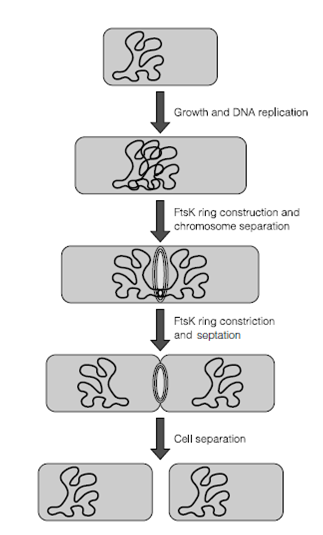 812_Binary fission.png